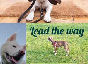Dog walker