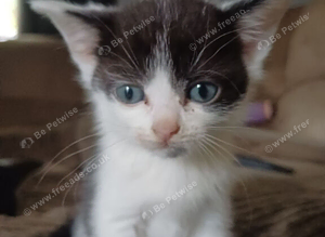 Kittens