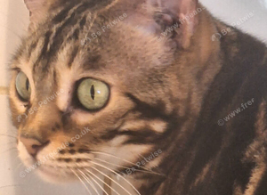 Tica Bengal Chocolate Marbled April speyed female