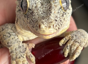 Yellow base reticulated gargoyle gecko