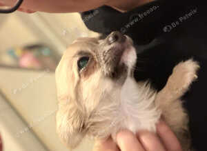 Pure chihuahua puppy