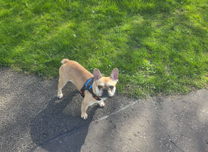 Frenchie/pug