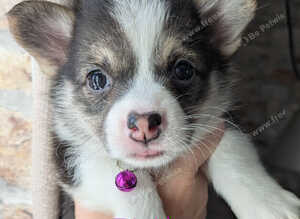 Gorgous dna clear pembs corgi pups