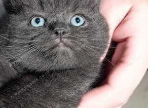 Kitty for sale 4 boys
