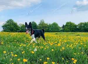 Enthusiastic dog walker!