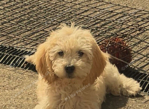 Cockapoo pup