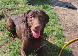 chocolate Lab STUD!!