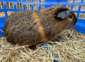 Pair of boy gineau pigs with cage