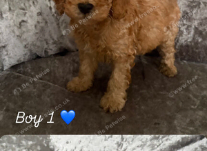 Cockerpoo puppies