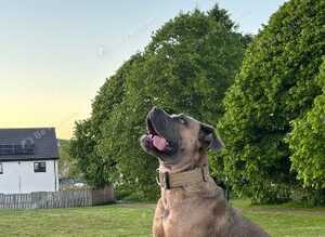 Cane corso