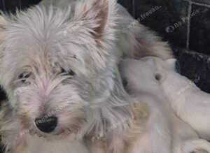 West highland white  terrier pups