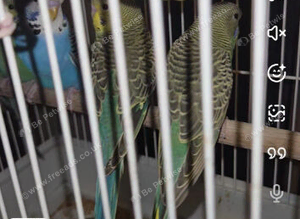 Black wing split