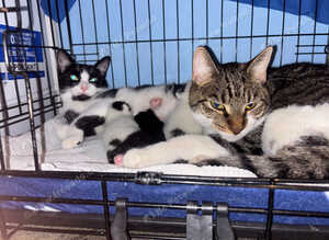 I got two kittens boys