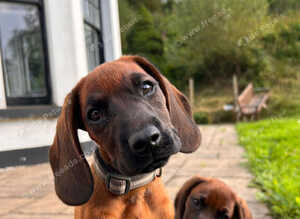 Bavarian mountain scenthound pups