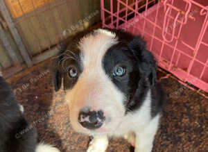 Collie pups for sale