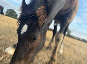 Welsh D x traditional cob to make 14.2hh