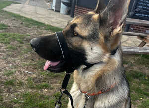 GSD
