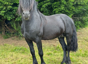 Section D Welsh Cob Black Stallion