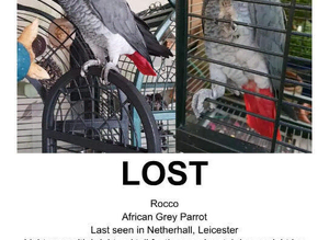 African Grey (ROCCO)