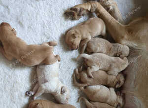 KC Golden Labrador Puppies