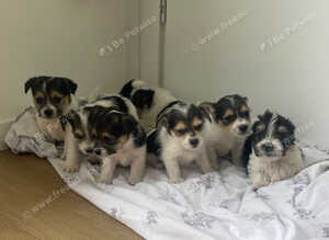 Terrier puppies