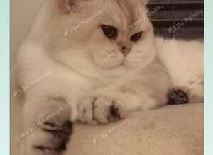 GCCF British Shorthair Male | Top Quality☆