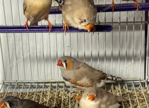 Various zebra finches