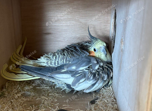 Cockatiel