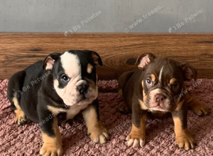 NEXT-LEVEL BRITISH BULLDOGS - ROYAL BLOODLINES & UNREAL LOOKS