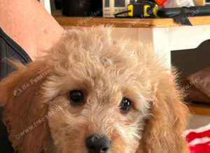 F1b cockapoo puppies