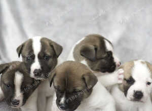 Stunning F1 American Akita x American Bulldog Puppies