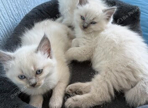 Ready now Ragdolls