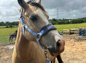 Looking for sole use yard, 3-4 stables or DIY