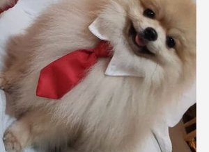 Outstanding cream Pomeranian stud dog