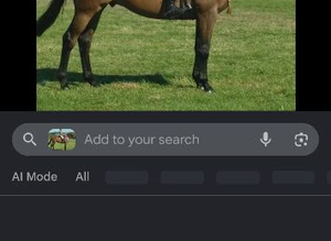 Wanted A 16.2h thoroughbred