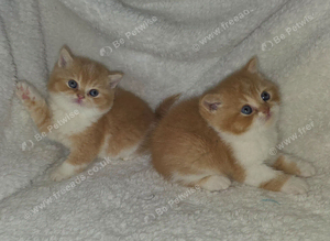 Beautiful british shorthair
