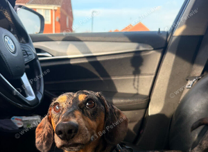 Black and Tan Silver Dapple Stud Dachshund