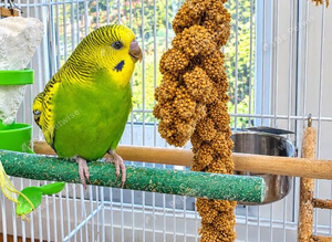 Baby Budgies