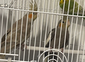 Male and female