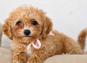 F1 Poochon puppies Health Tested parents