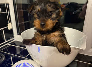Yorkshire terrier ( BOY )