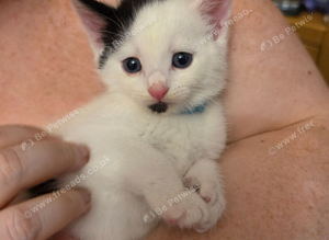 Turkish van mix breed kittens