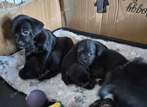 French bulldog x cockapoo
