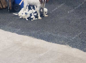 SPRINGER PUPS READY TO GO
