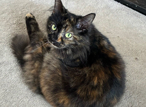 Female cat