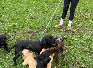 Cockapoo puppies