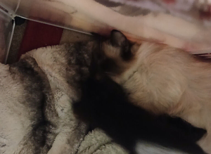 Ragdoll mix
