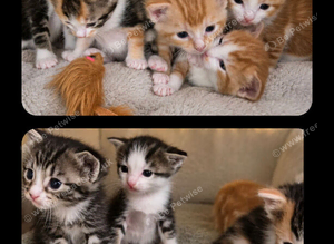 Kitten