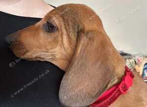 Dachshund puppies