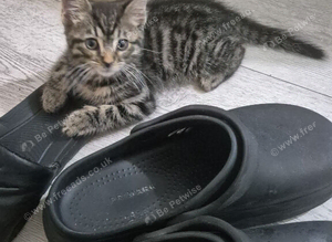 Kitten